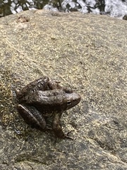 Rana boylii