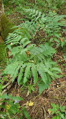 Dryopteris goldieana