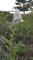 Spiraea alba alba