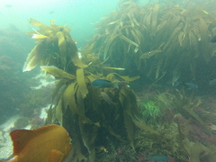 Eisenia arborea