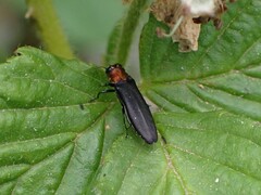 Agrilus ruficollis