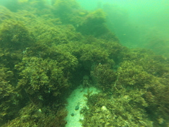 Panulirus interruptus