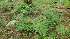 Adiantum pedatum