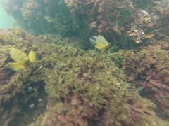 Hypsypops rubicundus