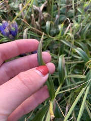 Gentiana linearis