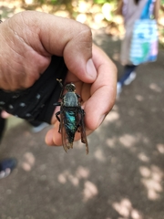 Microstylum oberthurii