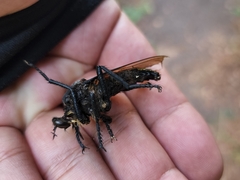 Microstylum oberthurii