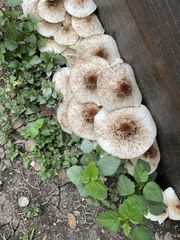 Chlorophyllum hortense