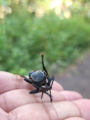 Microstylum oberthurii