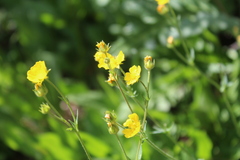Potentilla glaucophylla