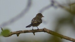 Elaenia flavogaster