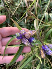 Gentiana linearis