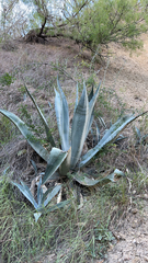 Agave americana