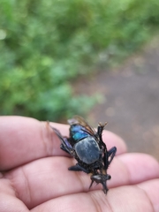 Microstylum oberthurii