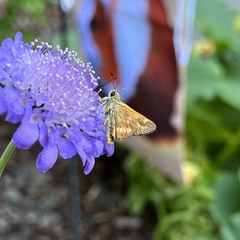 Ochlodes sylvanoides