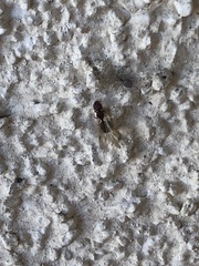 Pheidole navigans