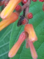 Nannotrigona perilampoides
