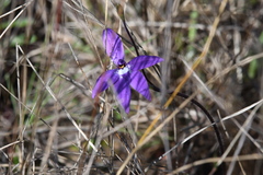 Glossodia major