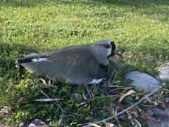 Vanellus chilensis