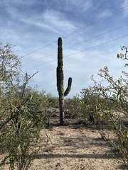Pachycereus pringlei