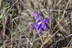 Glossodia major