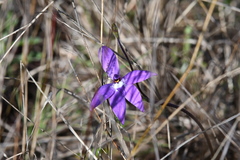 Glossodia major