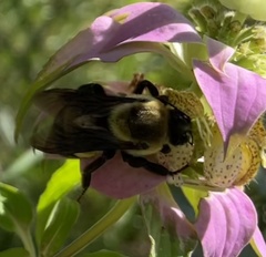 Bombus fraternus
