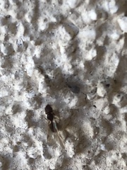 Pheidole navigans