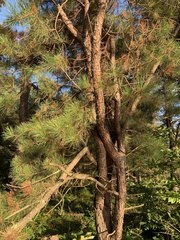 Pinus rigida