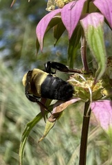 Bombus fraternus