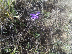 Glossodia major