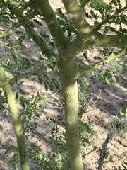Parkinsonia florida