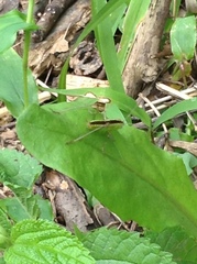 Conocephalus brevipennis