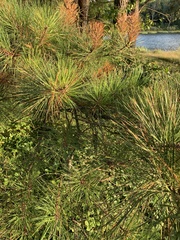 Pinus rigida