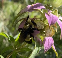 Bombus fraternus
