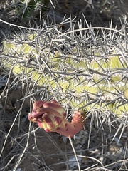 Stenocereus gummosus