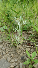 Gnaphalium uliginosum