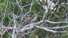 Turdus amaurochalinus
