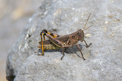 Melanoplus differentialis