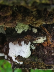 Ceratiomyxa