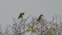 Amazona ochrocephala