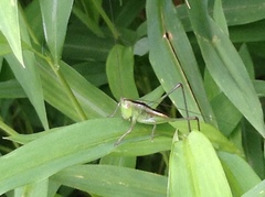 Conocephalus brevipennis