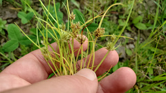 Cyperus squarrosus
