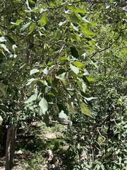 Fraxinus chinensis