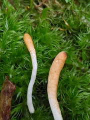 Trichoderma alutaceum