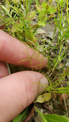Eragrostis hypnoides