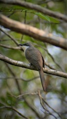 Coccyzus melacoryphus