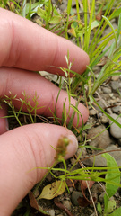 Eragrostis hypnoides