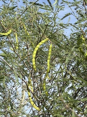 Prosopis articulata