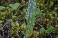 Pterygota